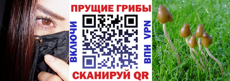 наркота  Теберда  Галлюциногенные грибы Psilocybe 